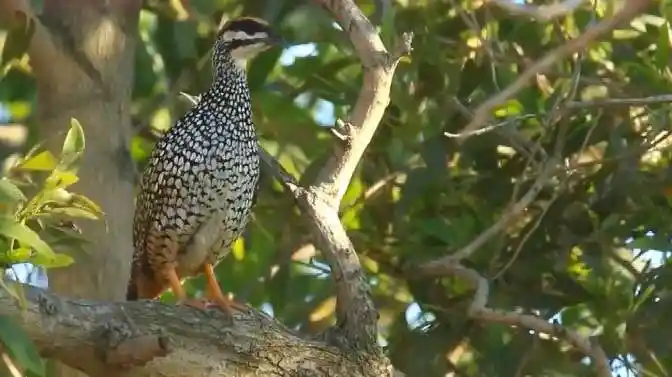 野生母鹧鸪在树上啼叫,叫声响亮动听,难得一见!-动物视频-搜狐视频