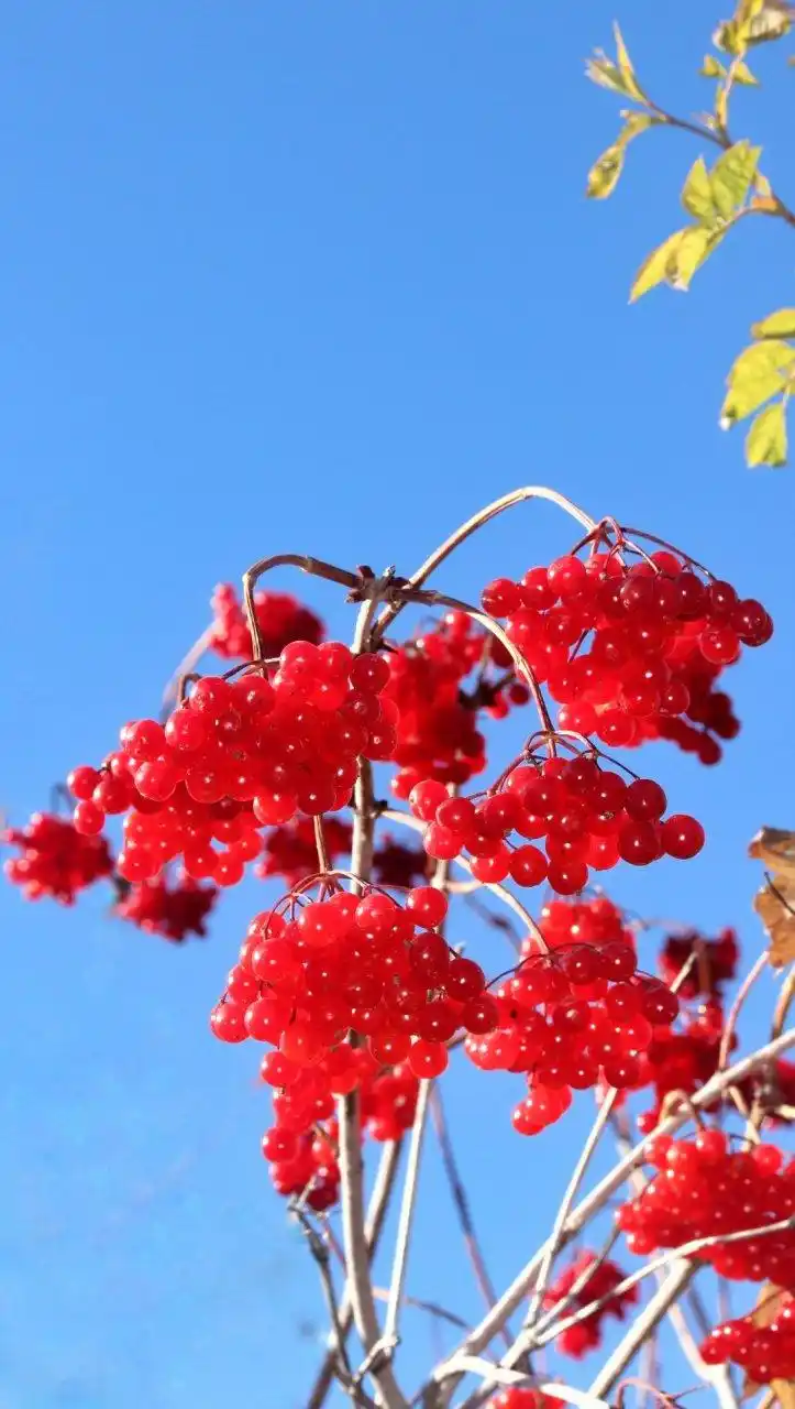 这种结出鲜红小果子的植物叫"莢蒾",对吗?