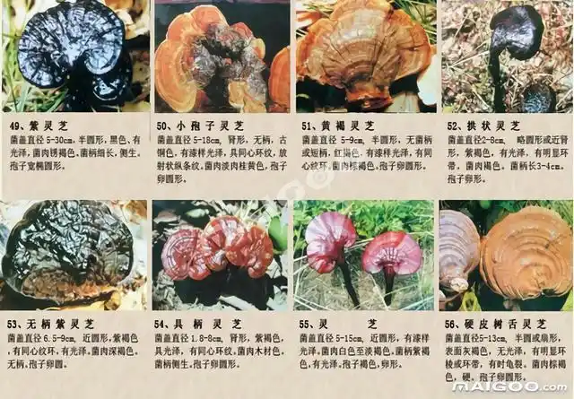灵芝图片及种类 野生灵芝种类图片大全 野生灵芝和人工灵芝的区别
