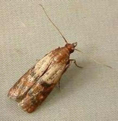 2527lv13 擅长:暂未定制 参与团队:请叫我雷锋 向ta提问私信ta 米面蛾