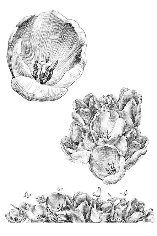 手绘黑白素描花卉psd插画海报设计素材