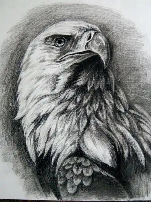 鹰的素描