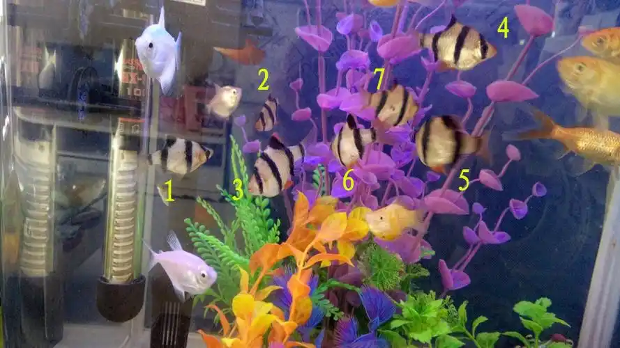 虎皮鱼怎样区分公母,我想让虎皮鱼繁殖