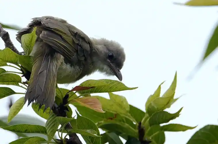 白头鹎(雏鸟) - 河南摄影站 - 环球数码摄影网论坛 - 摄影交流论坛