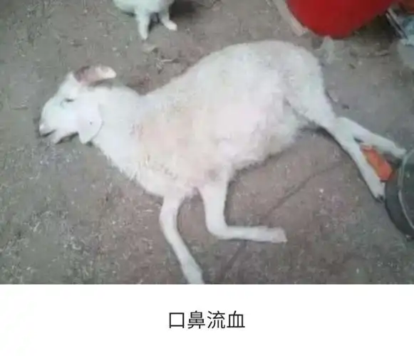 羊炭疽(羊传染病之一)科学防治措施!