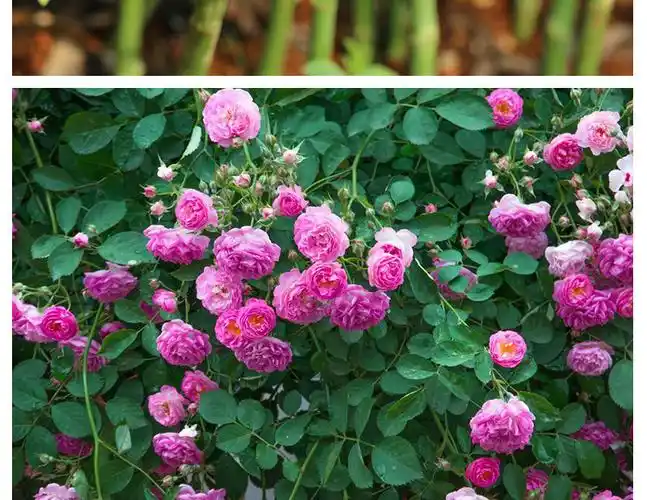 长期供应 无刺蔷薇种苗 嫁接鲜切花苗木 四季观赏 花卉种苗批发