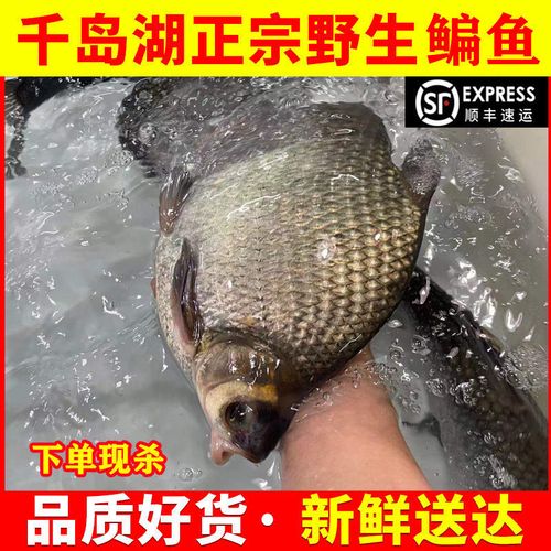 千岛湖野生大鳊鱼扁鱼淡水河里新鲜鲜活淡水鱼鲳鳊鱼食材生鲜活体