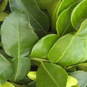 1斤装新鲜泰国柠檬叶 青柠叶 粗皮柠檬叶 马蜂橙叶 500g