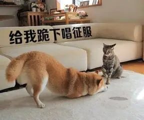 汪星人喵星人搞笑跪下给我跪下唱征服gif动图_动态图_表情包下载