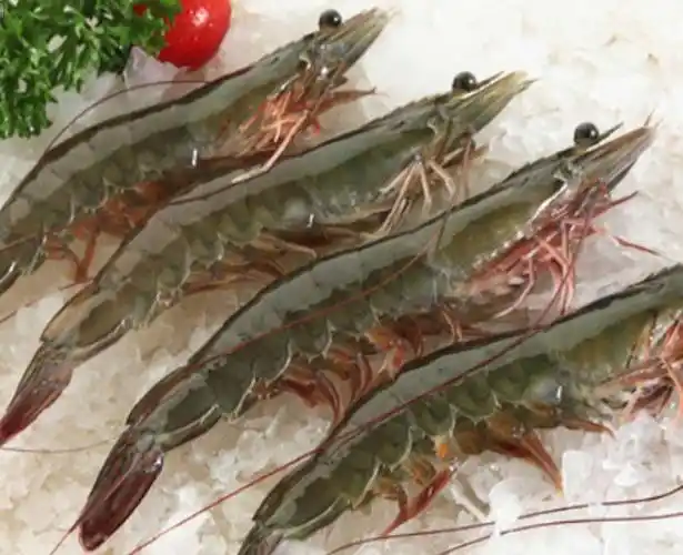 渤海湾海域,海流畅通,营养盐丰富,是世界公认的最适宜海洋生物生长的