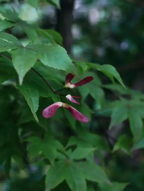 摇曳在枝头的蝴蝶枫树开花