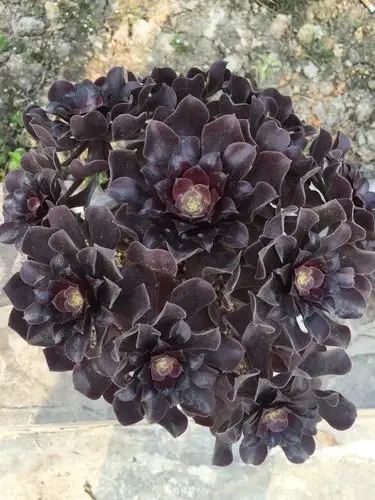 一棵欧紫法师的逆袭