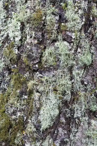 p>地衣是蓝细菌或藻类与真菌共生的复合体.