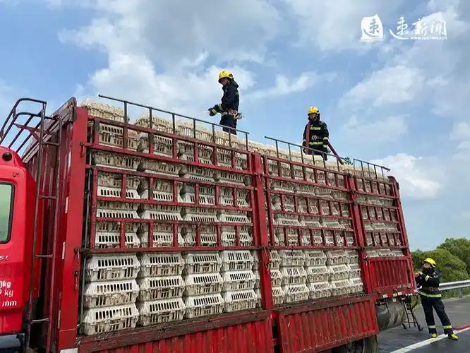 货车抛锚近3500只鸡中暑 宿迁"蓝朋友"给鸡"洗澡"降温