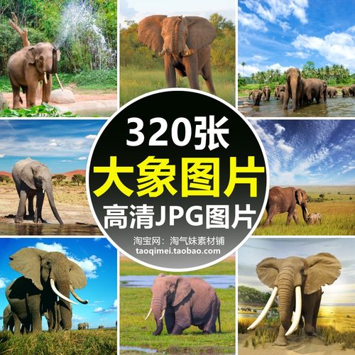 高清jpg大象图片幼象野象非洲象大象群野生动物壁纸素材摄影照片
