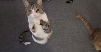 喵星人gif猫咪gif求求gif感谢gif乖gif