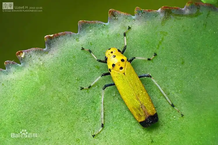 稻叶蝉识别与防治技术