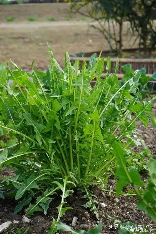 菊苣菜的功效与作用 - 知乎