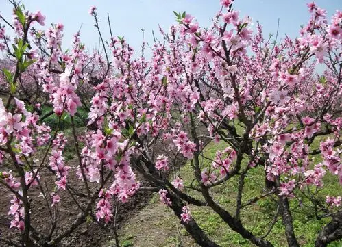 花期:3月 最近,一部古装爱情仙侠玄幻大剧《三生三世十里桃花》刷爆了
