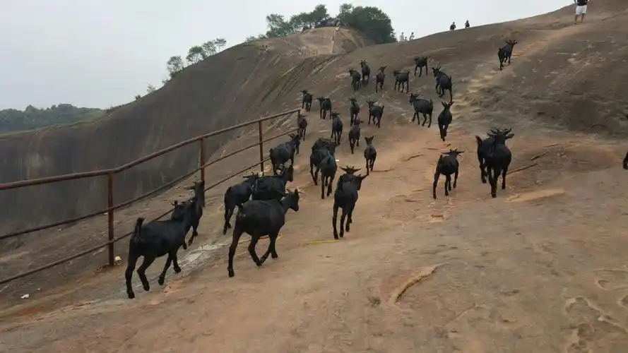 黑山羊上山