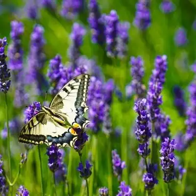 高清唯美紫色薰衣草头像图片