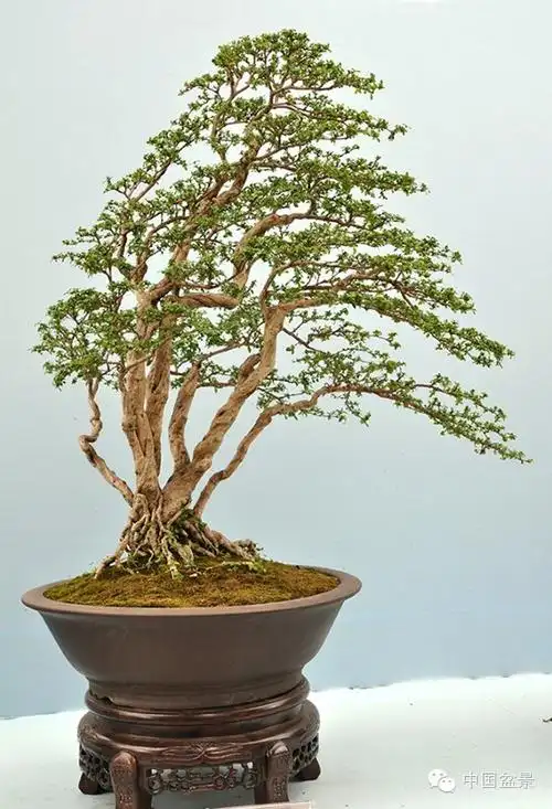 树桩盆景布枝的十忌十宜