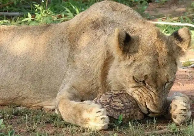 狮子看上陆龟肉,设法将其吃进肚中,可惜结果却令狮崩溃大叫