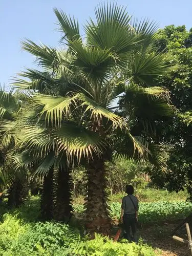 6米华棕价格7米华棕批发8米9米华棕报价福建华棕种植基地