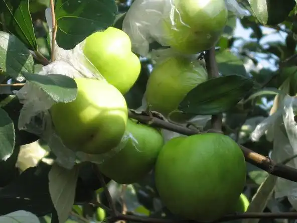 台湾青枣,图片来源:www.twwiki.com