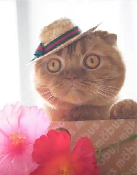 戴帽子的猫火遍网络还有一只川普附体神相似