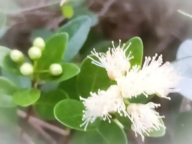 赤楠开花,花果食用