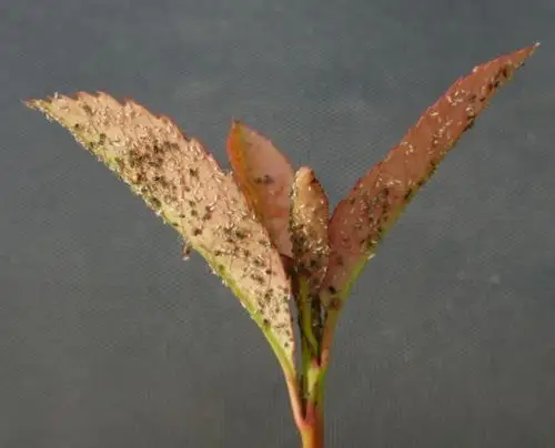 红叶石楠叶尖上有虫卵和虫,白色的,黄色的和黑色的,这个是什么病虫害?