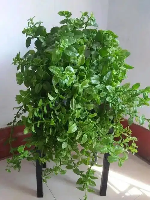 吊兰的图片(牡丹吊兰的图片)