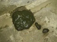 大便黑绿色呈水样或糊状,有酸臭味,多泡沫,多见于