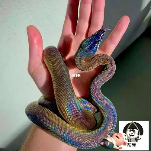 七彩蛇蛇带好运,见者有份_宠物_宠物_宠物其他