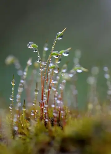 苔花如米粒,也学牡丹开
