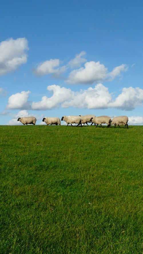 蓝天白云草地手机端h5背景