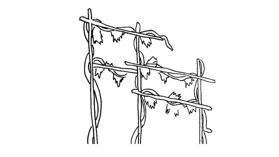 怎么画葡萄架 - 简笔画 - 懂得
