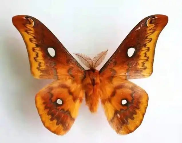 喜马拉雅透目大蚕蛾雄性标本 赵力摄