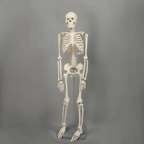 人体骨架标本模型生物教学骷髅脊椎可活动骨架pvc医学骷髅支架
