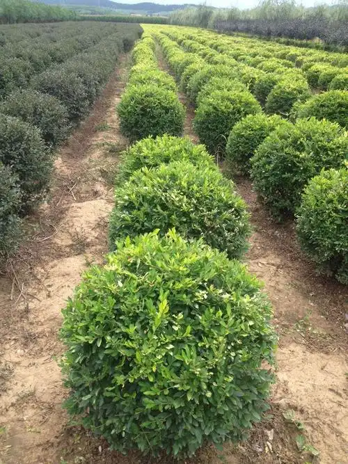 供应大田灌木苗,球类,丛生苗木.陕西省西安市锦艺园林.郭琪.