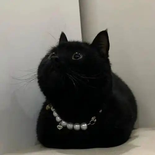 特别ok的微信头像_是非_专辑_模式