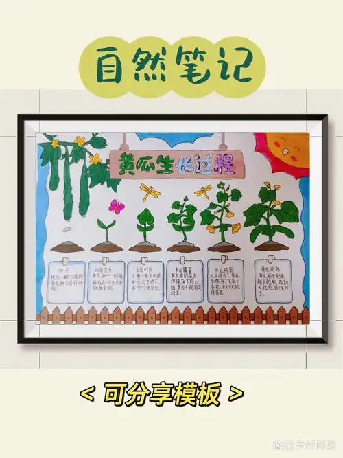 自然笔记|手抄报|《黄瓜的生长过程》