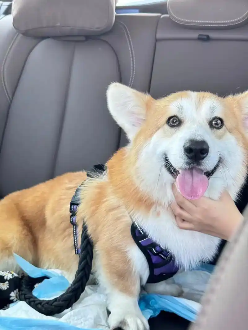 自己家的柯基弟弟结石尿闭花几千,真的后悔了