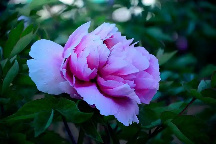 北方的月季牡丹