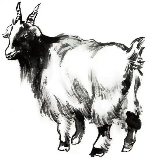 国画羊的绘画步骤(3)