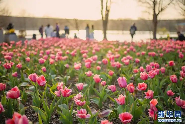 南京中山植物园郁金香盛装登场斑斓花海春天有约