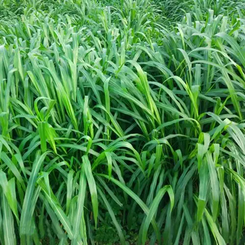 要先了解墨西哥玉米草的习性,耐旱不耐寒,所以尽量在温暖的气候种植