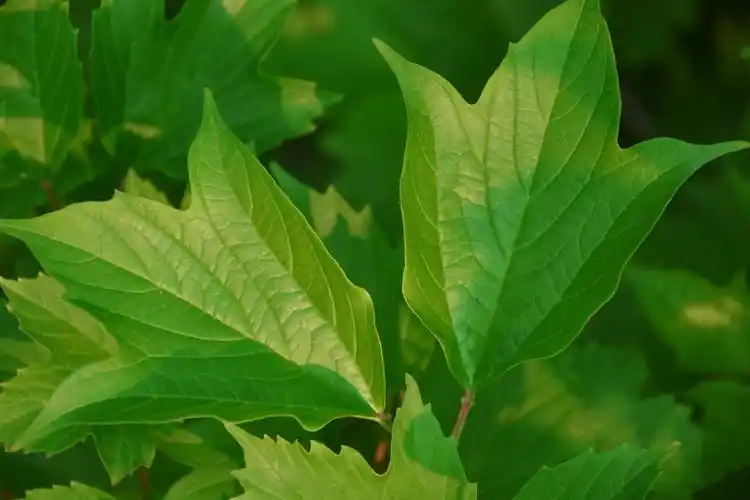 欧洲荚蒾叶子,原创拍摄_高清图集_新浪网