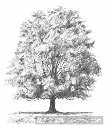 落叶树的素描教程
